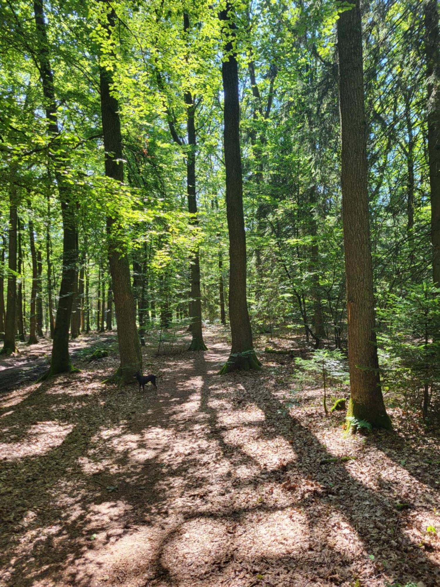 Die Alte Schule Haeuschen Villa St. Vith Esterno foto